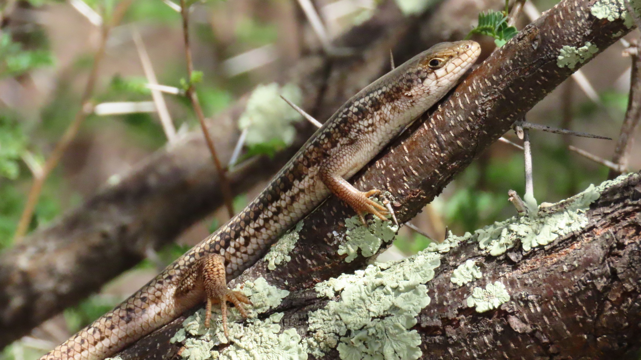 Trachylepis capensis (Gray, 1831)