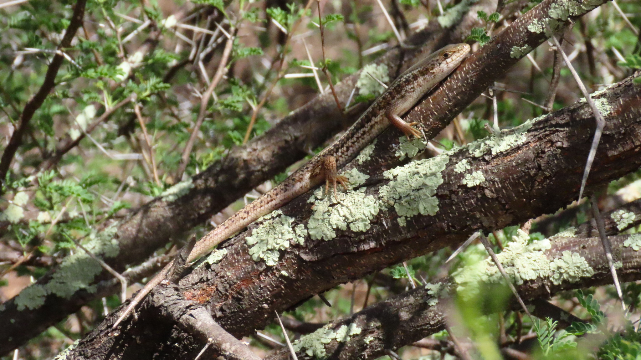 Trachylepis capensis (Gray, 1831)