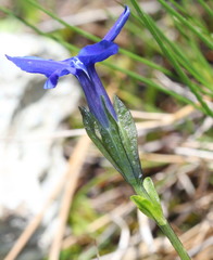 Gentiana bavarica bavarica