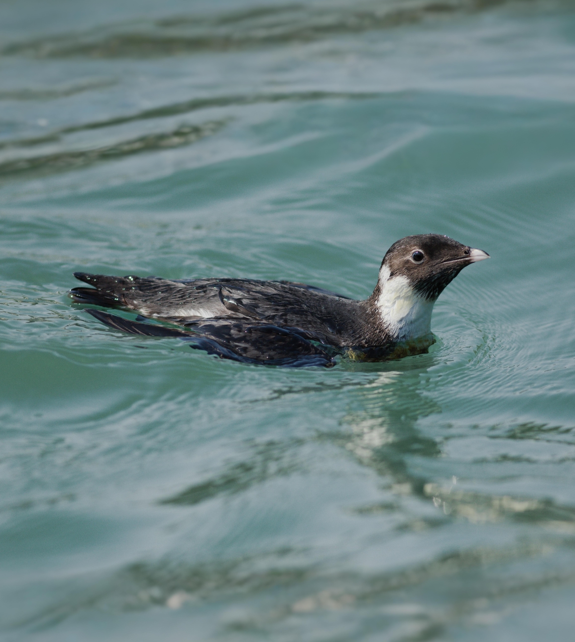 Ancient Murrelet (Synthliboramphus antiquus), photo 1