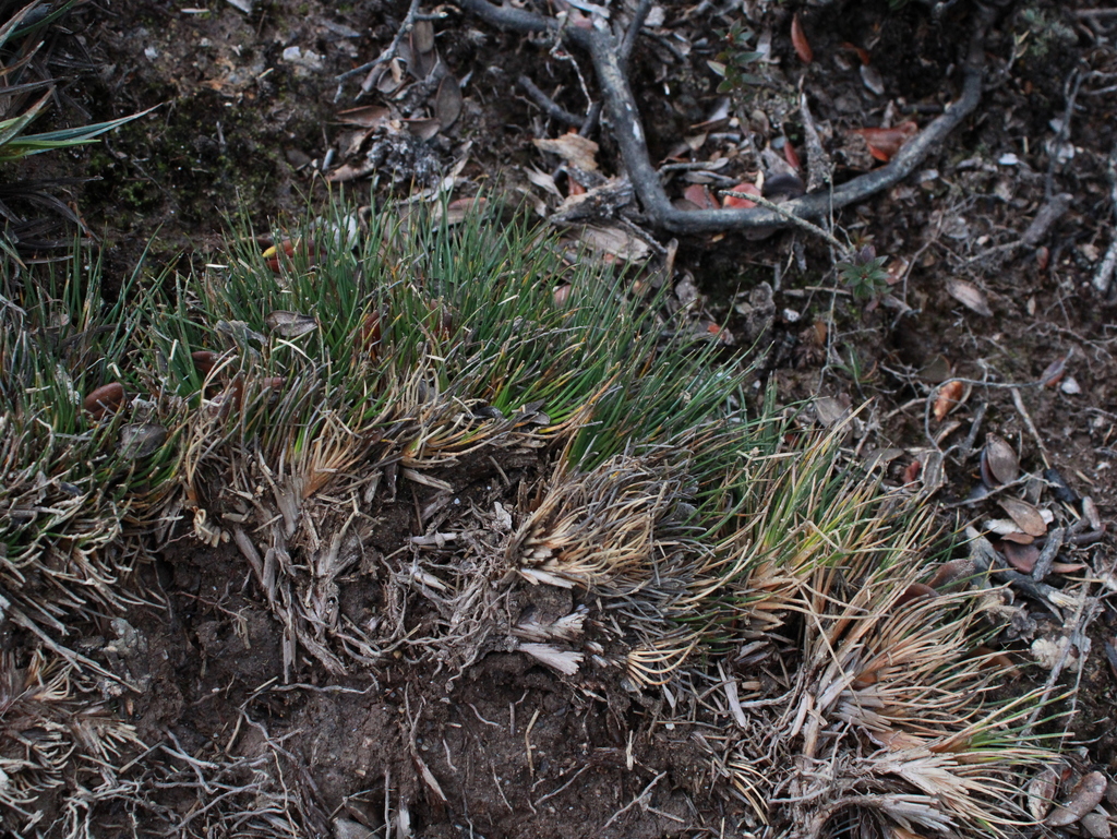 Oreobolus ambiguus