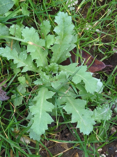 Oilseed poppy