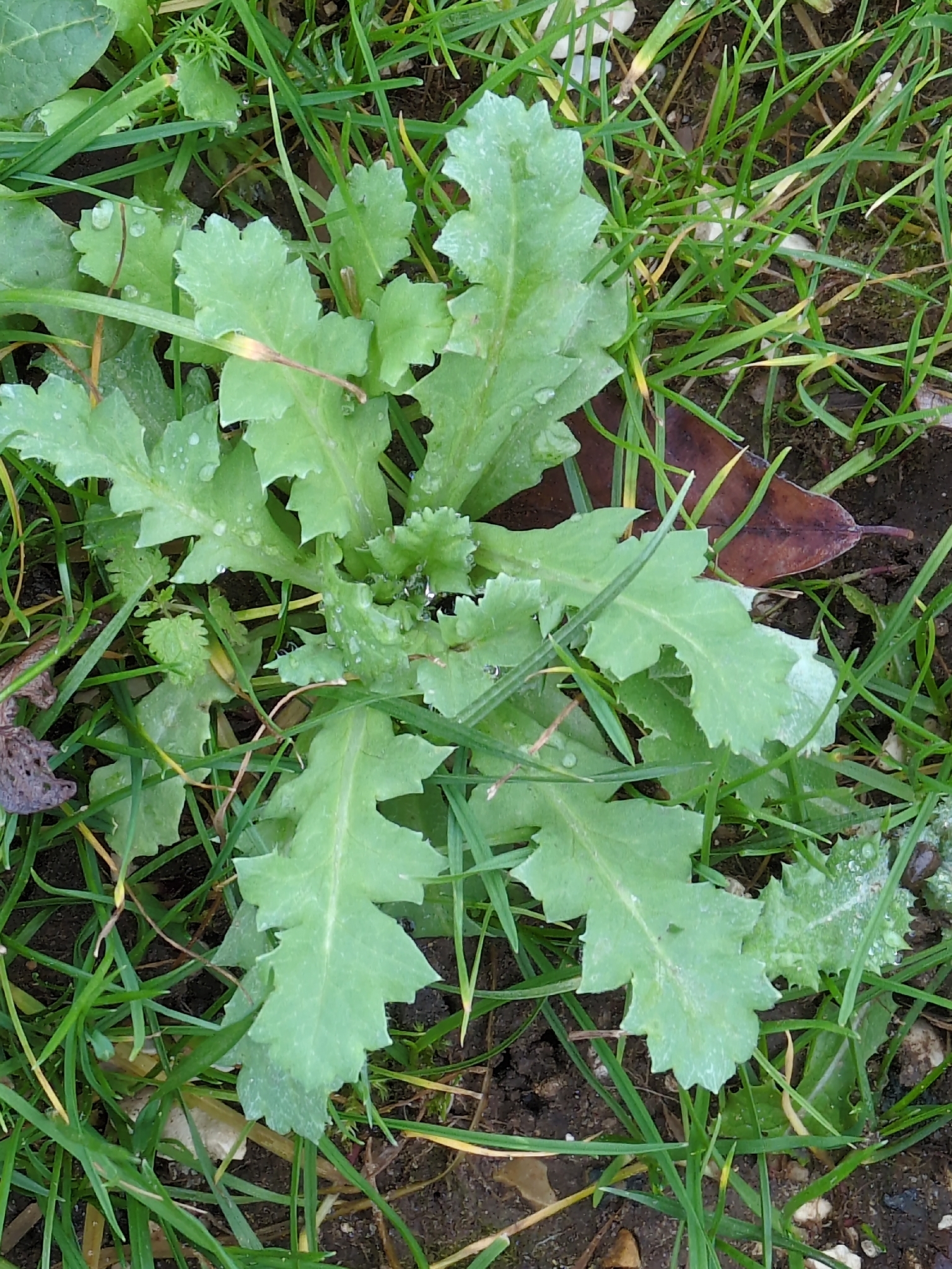 Opium poppy