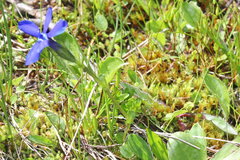 Gentiana bavarica bavarica