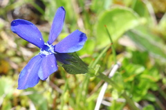 Gentiana bavarica bavarica