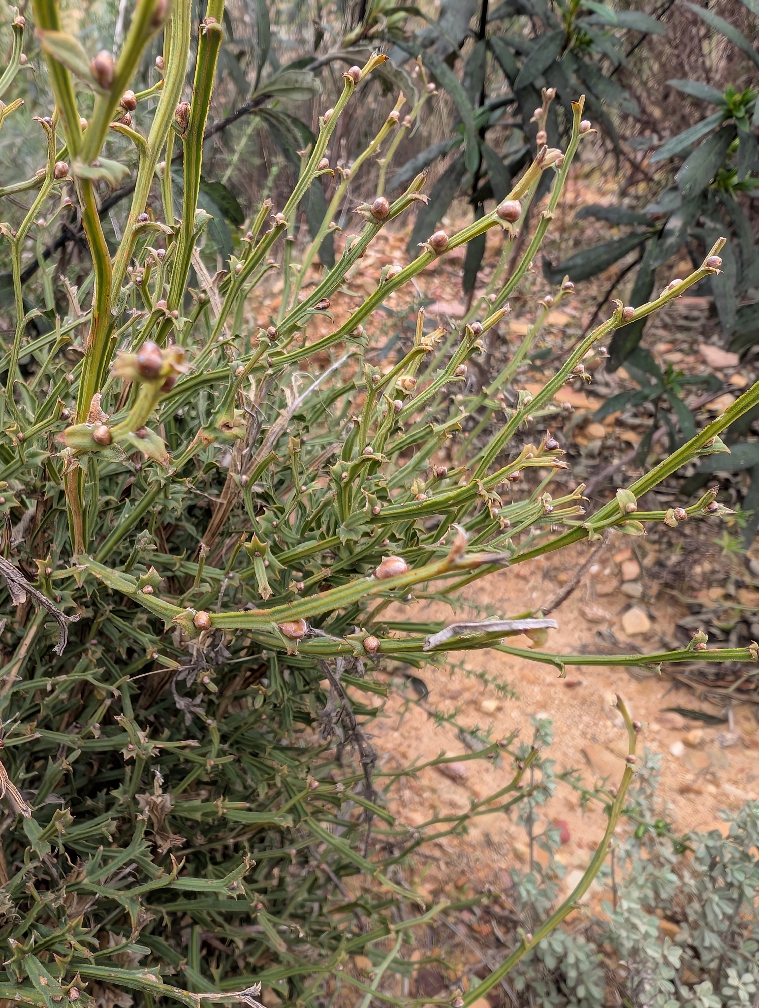 Carquesa
