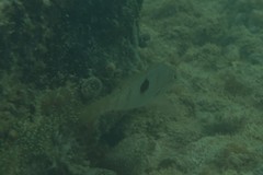 Notolabrus celidotus