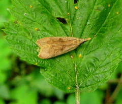 Dichomeris derasella