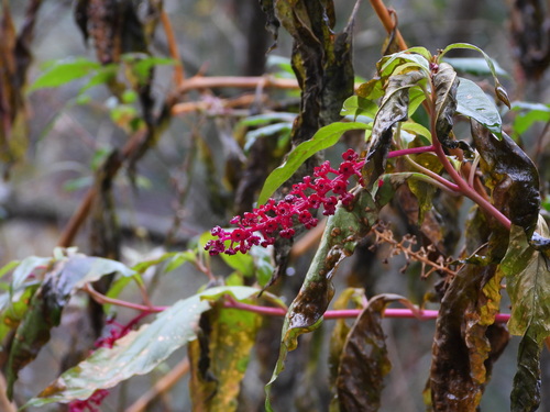Another photo of American pokeweed
