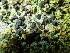 Xanthoriicola physciae