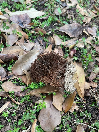 Foto de castanheira-da-china