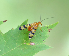 Panorpa neglecta