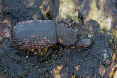 Latridius brevicollis