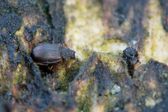 Latridius brevicollis