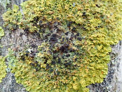 Xanthoriicola physciae