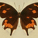 Libythea cinyras - Photo 
Transactions of the Entomological Society of London. London, The Society. 1907, sin restricciones conocidas de derechos (dominio público)