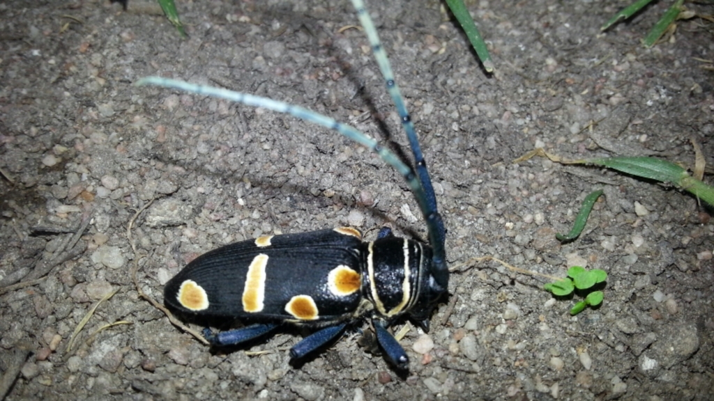 Orangeye Longhorn Beetle