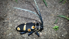 Zographus oculator