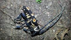 Zographus oculator