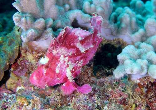 Taenianotus triacanthus