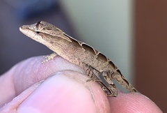 Anolis sminthus