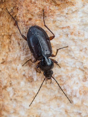 Agonum fuliginosum