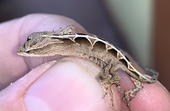 Anolis sminthus