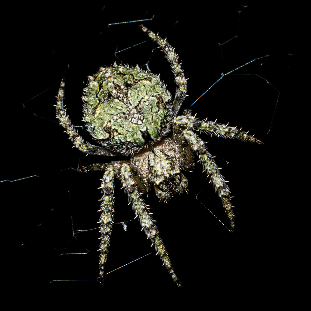 Araneus bonali