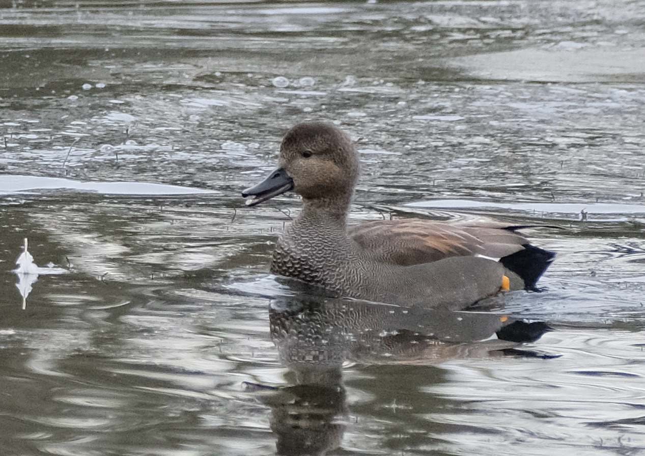 Gadwall (Mareca strepera), photo 2