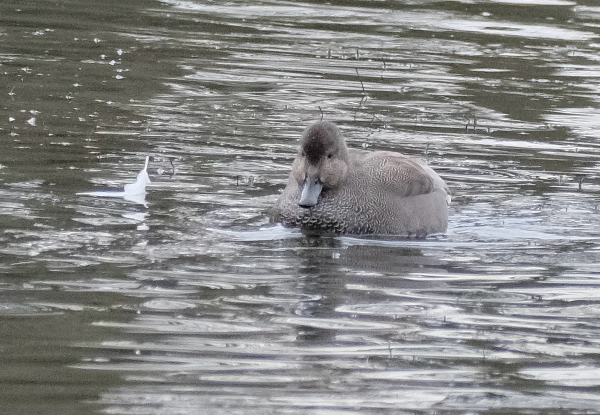 Gadwall (Mareca strepera), photo 4