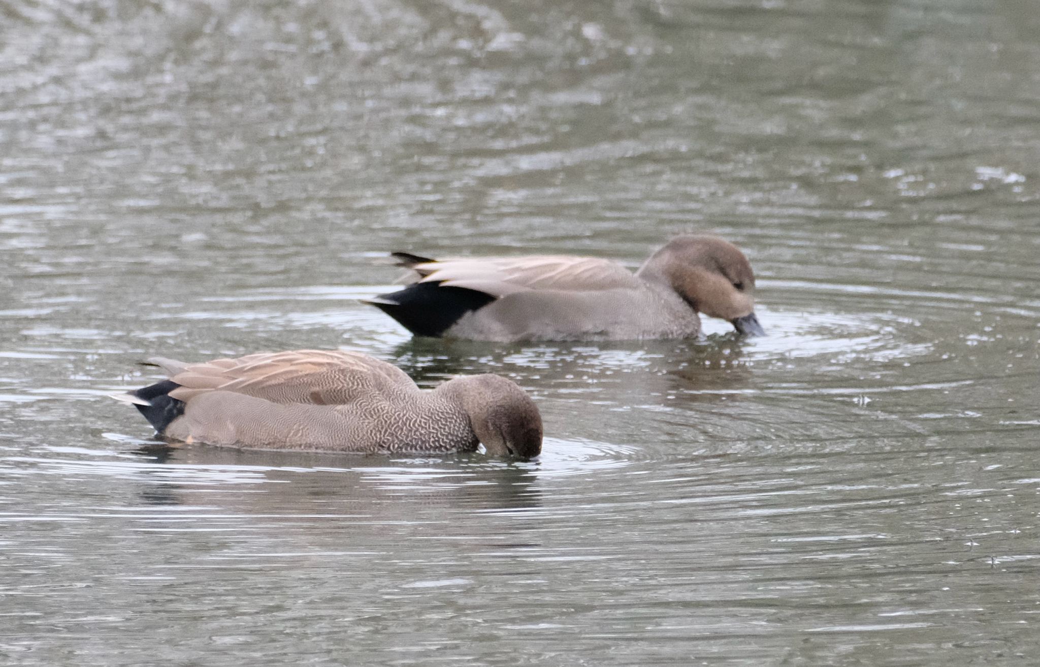 Gadwall (Mareca strepera), photo 5