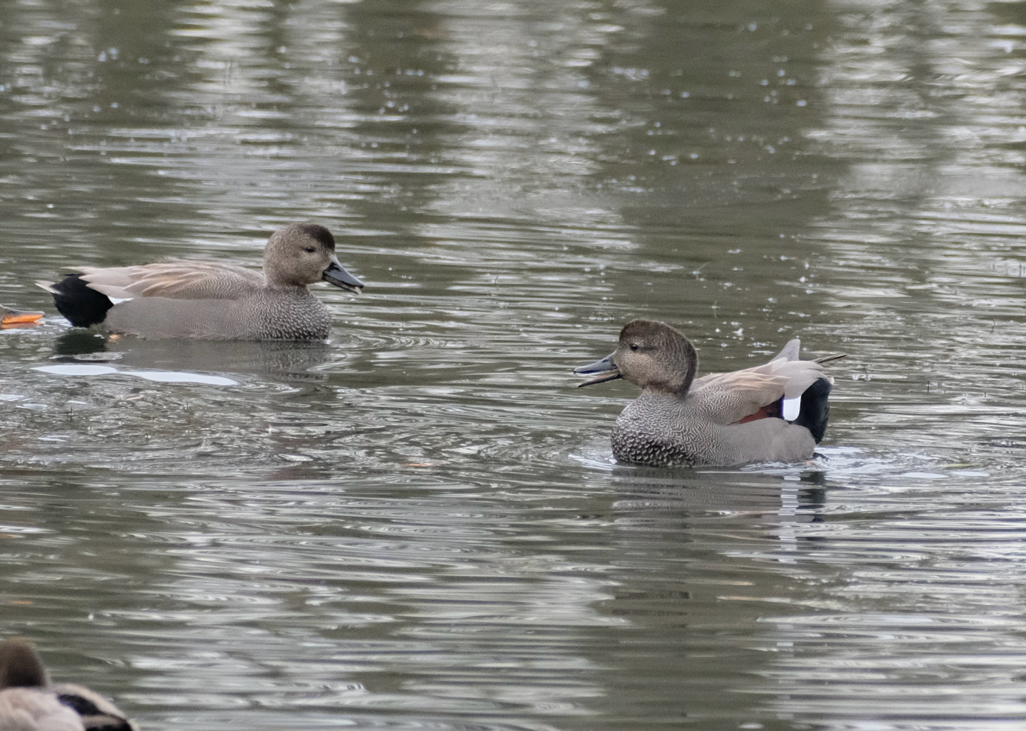 Gadwall (Mareca strepera), photo 3