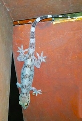 Hemidactylus depressus