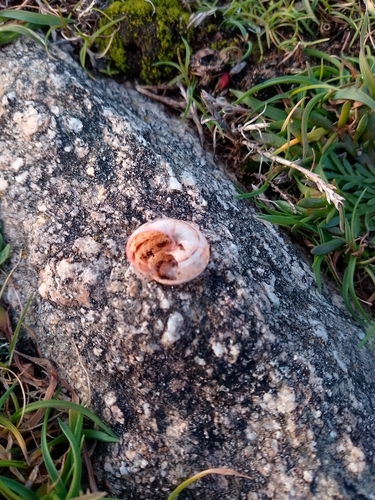 Theba pisana pisana