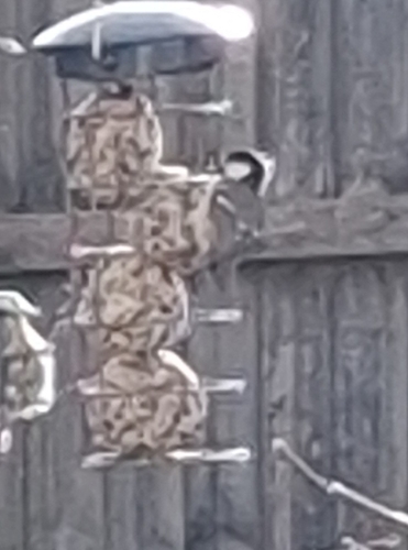 Coal Tit (Periparus ater), photo 7