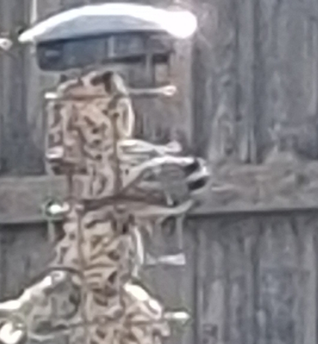 Coal Tit (Periparus ater), photo 8