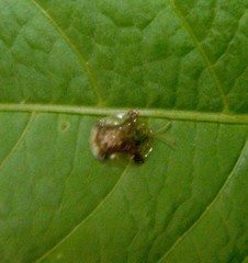 Helocassis testudinaria