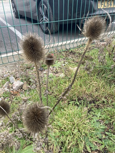 Dipsacus fullonum