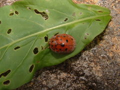 Chelymorpha gressoria
