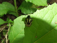 Leptinotarsa flavitarsis