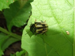 Leptinotarsa flavitarsis