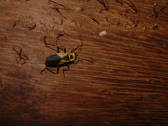 Chauliognathus distinguendus