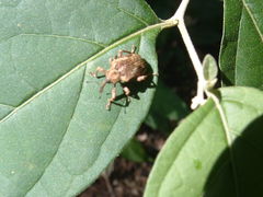 Phelypera distigma