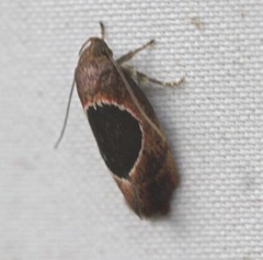 Hoplomorpha abalienella