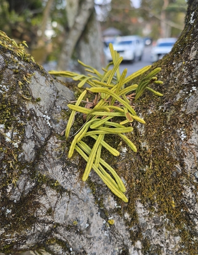 Tiny weeping fern (Lepisorus onoei)
