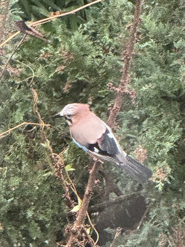Eurasian Jay (Garrulus glandarius), photo 8