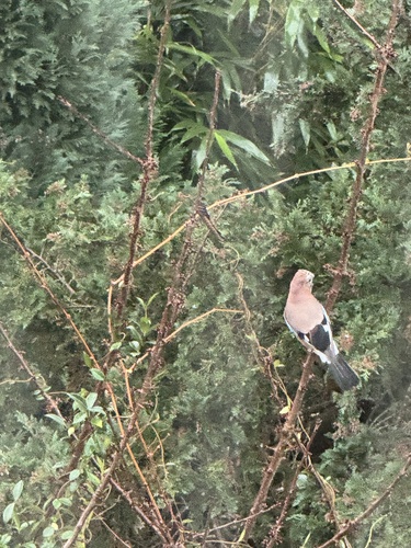 Eurasian Jay (Garrulus glandarius), photo 9