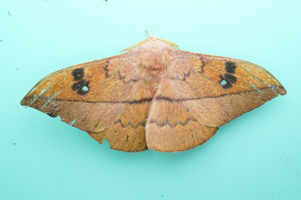 Cricula variabilis