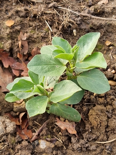Fava-bean