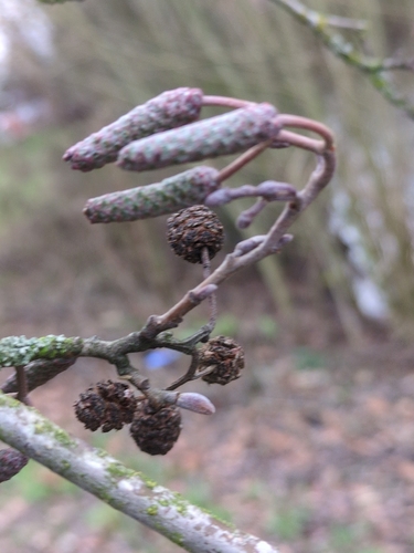 Alnus glutinosa, photograph 4